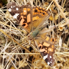 Vanessa altissima