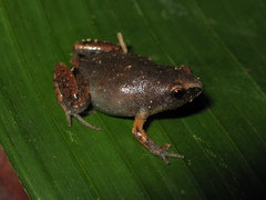 Chiasmocleis avilapiresae