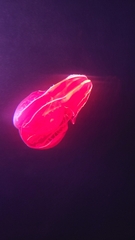 Lampocteis cruentiventer