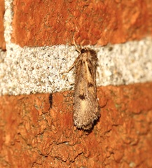 Acrolophus popeanella
