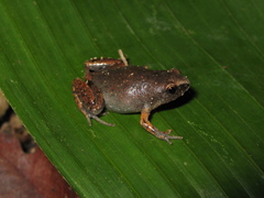 Chiasmocleis avilapiresae