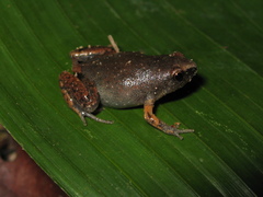 Chiasmocleis avilapiresae