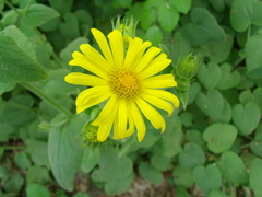 Doronicum caucasicum