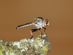 Ommatius