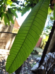 Mangifera indica