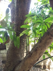 Mangifera indica