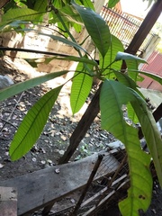 Mangifera indica
