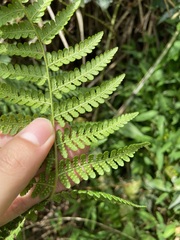 Hypolepis punctata image