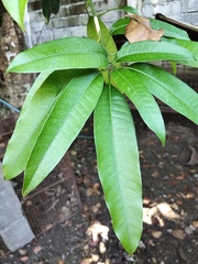 Mangifera indica