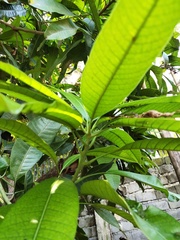 Mangifera indica