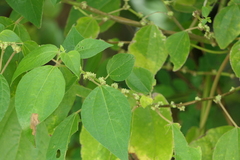 Pipturus arborescens