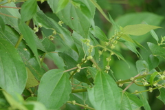 Pipturus arborescens