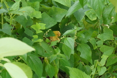 Pipturus arborescens