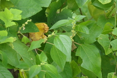 Pipturus arborescens