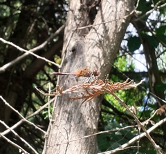 Sympetrum sanguineum
