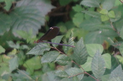 Matrona basilaris