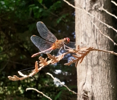 Sympetrum sanguineum