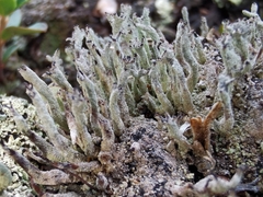 Cladonia macilenta macilenta