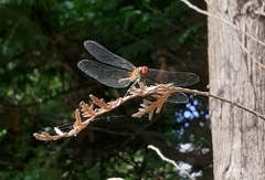 Sympetrum sanguineum