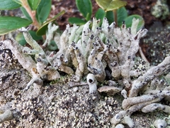 Cladonia macilenta macilenta