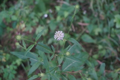 Dipsacus japonicus