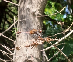 Sympetrum sanguineum