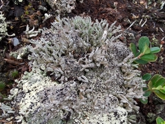 Cladonia macilenta macilenta