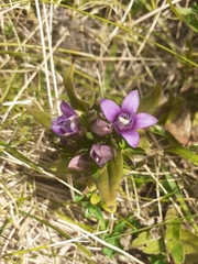 Gentianella germanica