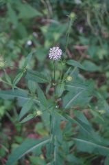 Dipsacus japonicus