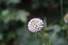 Dipsacus japonicus