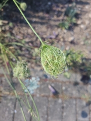 Daucus carota