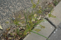 Cyperus microiria