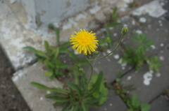 Sonchus brachyotus