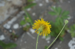 Sonchus brachyotus