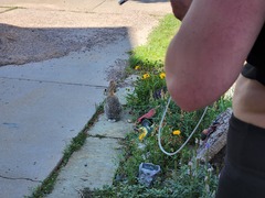 Sylvilagus audubonii