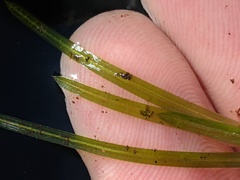 Potamogeton hillii