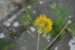 Sonchus brachyotus