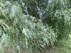 Betula