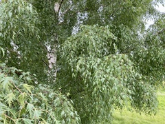 Betula