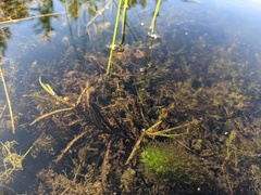 Potamogeton hillii