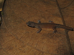 Chatogekko amazonicus