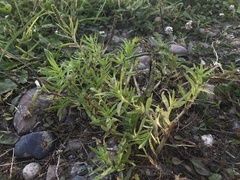 Gratiola officinalis