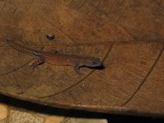 Chatogekko amazonicus