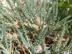 Astragalus