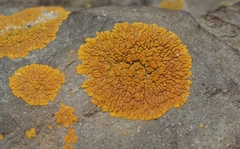 Polycauliona impolita