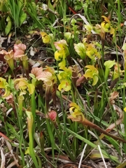 Sarraceniaceae