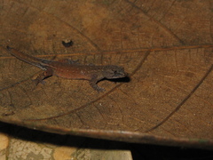 Chatogekko amazonicus