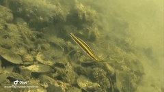 Pentapodus paradiseus