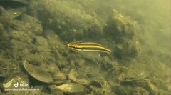 Pentapodus paradiseus