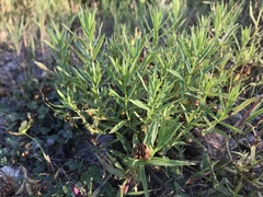 Gratiola officinalis